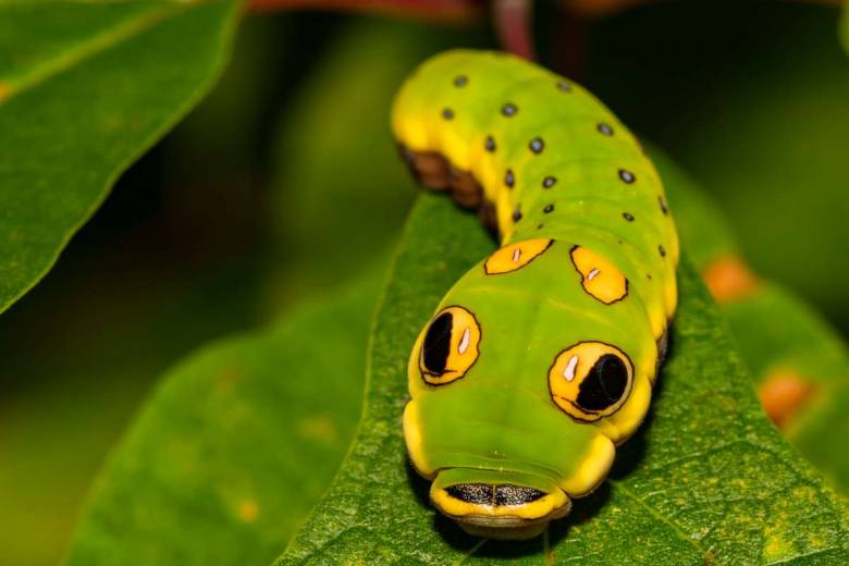 La chenille "Papilio Troilus" ressemble à un bonbon Pokémon !