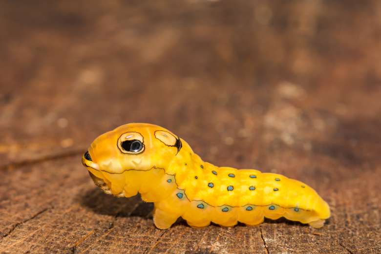 La chenille "Papilio Troilus" ressemble à un bonbon Pokémon !