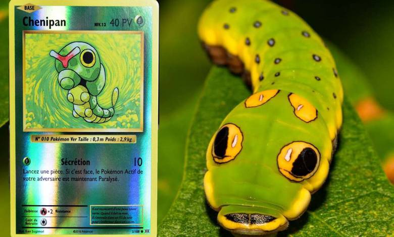 La chenille "Papilio Troilus" ressemble à un bonbon Pokémon !