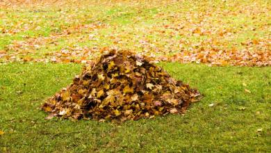 Comment réutiliser les feuilles mortes ?