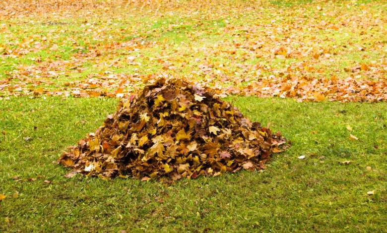 Comment réutiliser les feuilles mortes ?