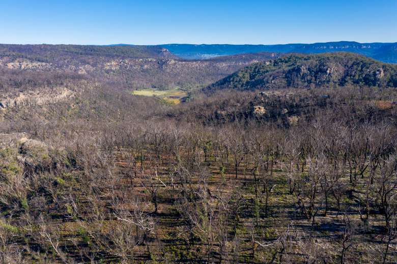 Après les terribles incendies en Australie, WWF lance un programme de reforestation avec des drones !