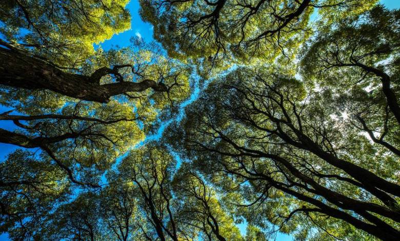 Les arbres aussi pratiquent la distanciation physique, on appelle ça la "couronne de timidité"