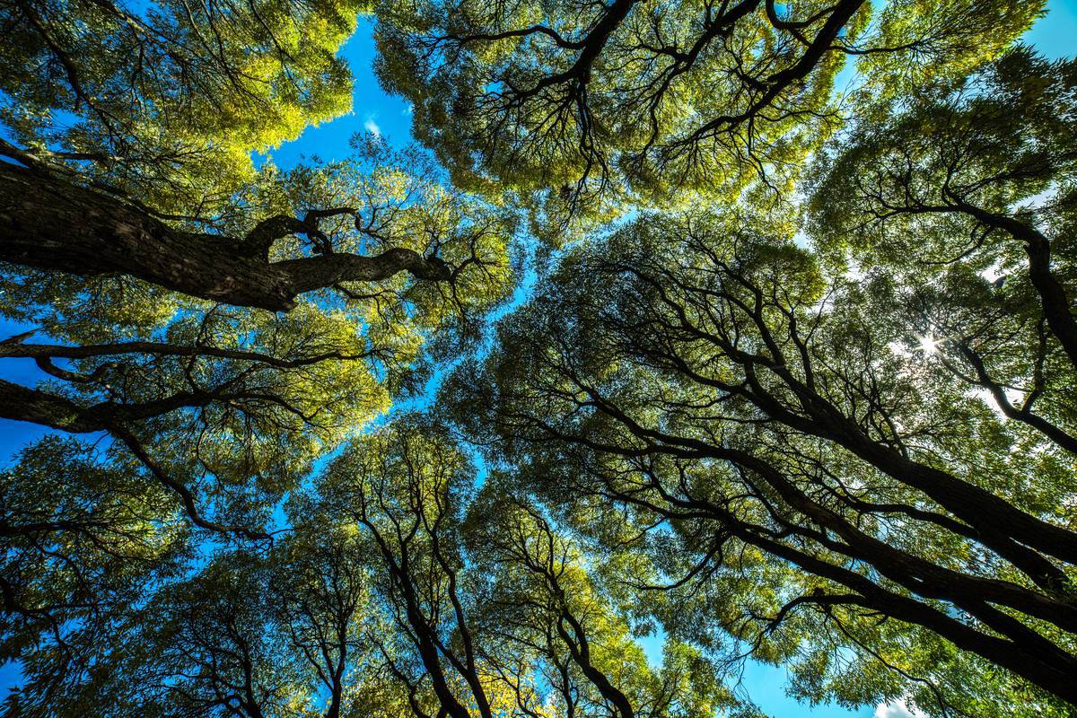 Les arbres aussi pratiquent la distanciation physique, on appelle ça la "couronne de timidité"