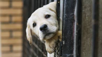 Un certificat pour posséder un animal de compagnie ? Pourquoi pas !