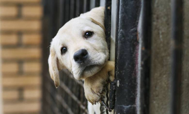 Un certificat pour posséder un animal de compagnie ? Pourquoi pas !
