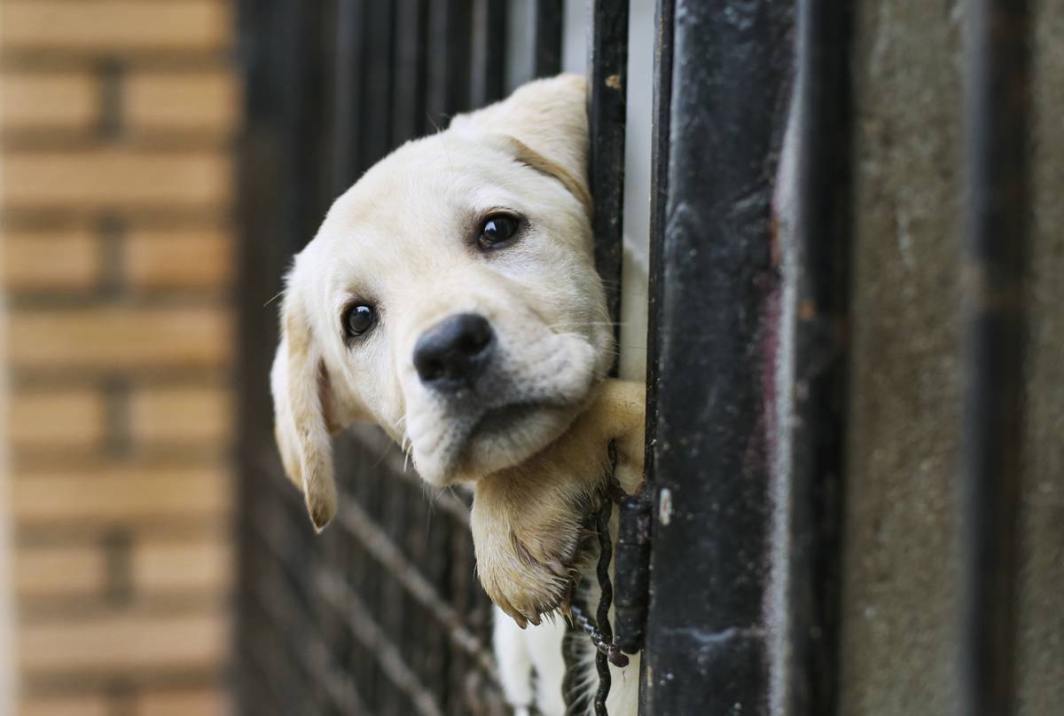 Un certificat pour posséder un animal de compagnie ? Pourquoi pas !