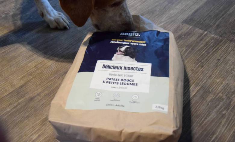 Nos chiens ont testé les croquettes aux insectes REGLO !
