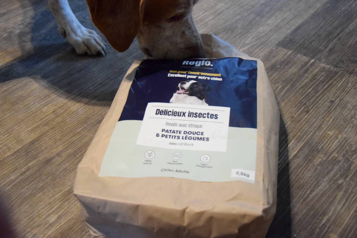 Nos chiens ont testé les croquettes aux insectes REGLO !