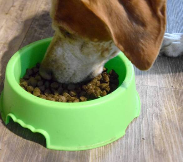 Nos chiens ont testé les croquettes aux insectes REGLO !