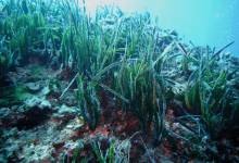 Les herbiers sous-marins de posidonie peuvent réduire la pollution plastique océanique