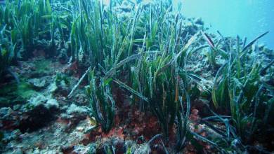 Les herbiers sous-marins de posidonie peuvent réduire la pollution plastique océanique