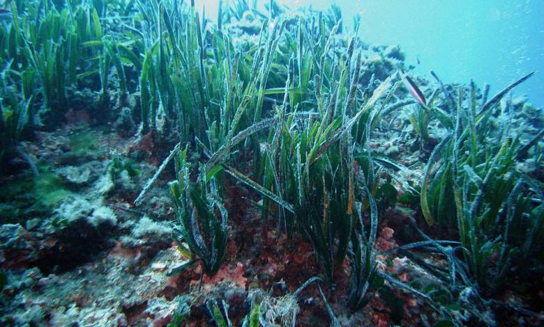Les herbiers sous-marins de posidonie peuvent réduire la pollution plastique océanique