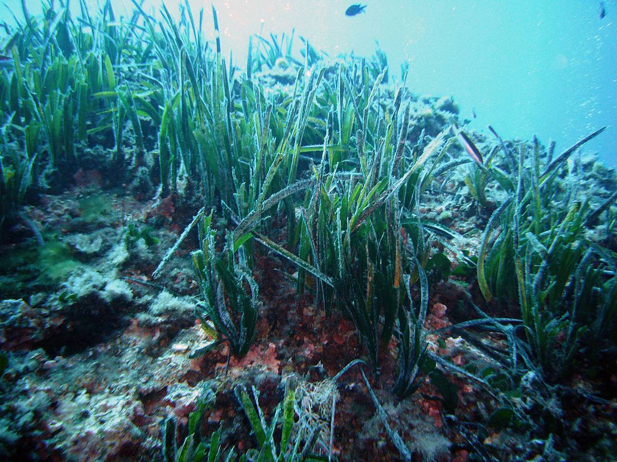 Les herbiers sous-marins de posidonie peuvent réduire la pollution plastique océanique