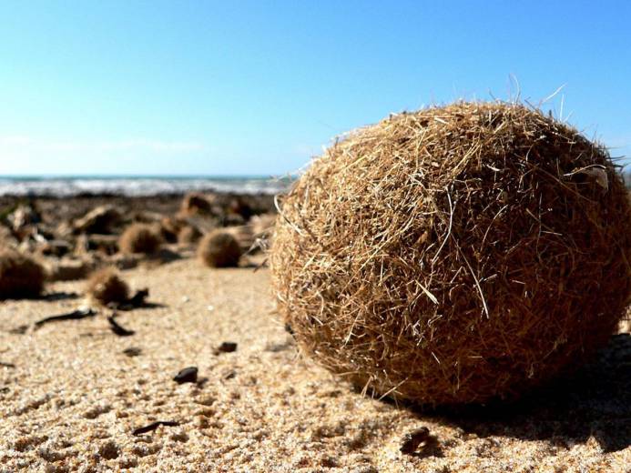 Les herbiers sous-marins de posidonie peuvent réduire la pollution plastique océanique