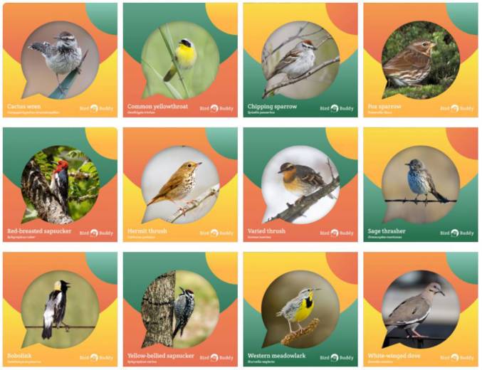 Bird Buddy : cette mangeoire intelligente prend en photo les oiseaux en indiquant leurs espèces