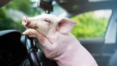 Un agriculteur breton se lance dans la production de carburant vert à base d'urine de porc