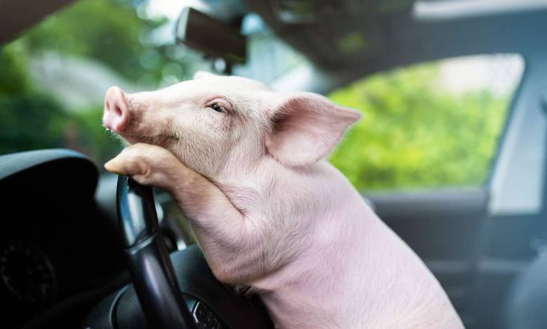 Un agriculteur breton se lance dans la production de carburant vert à base d'urine de porc