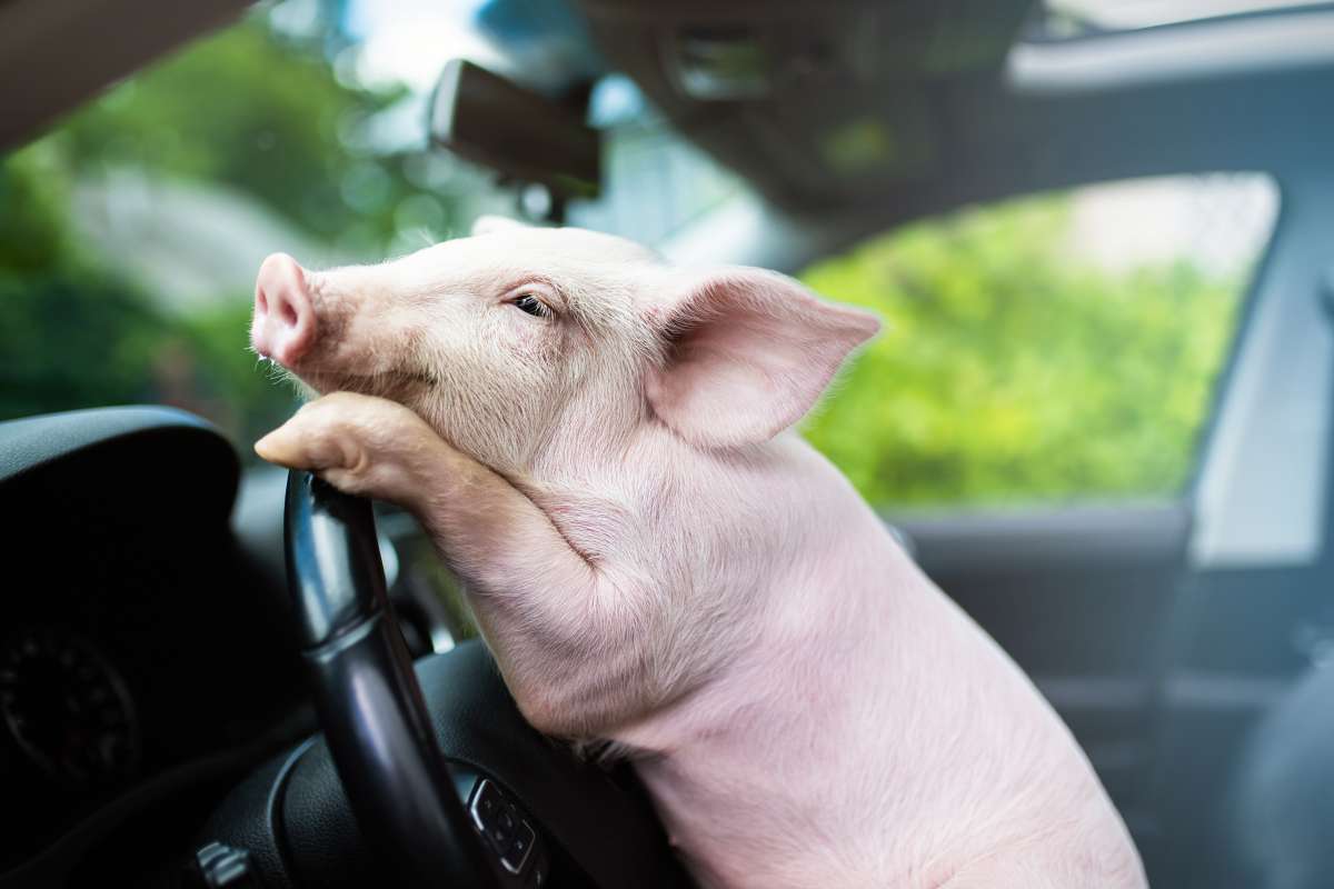 Un agriculteur breton se lance dans la production de carburant vert à base d'urine de porc