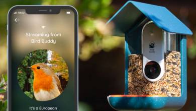 Une mangeoire à oiseaux connectée qui prend des photos fait exploser les compteurs sur Indiegogo