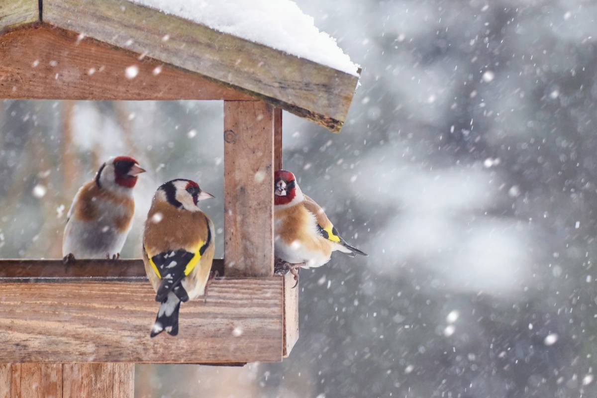 Nourrir les oiseaux en hiver - SPA de Lyon et du Sud-Est