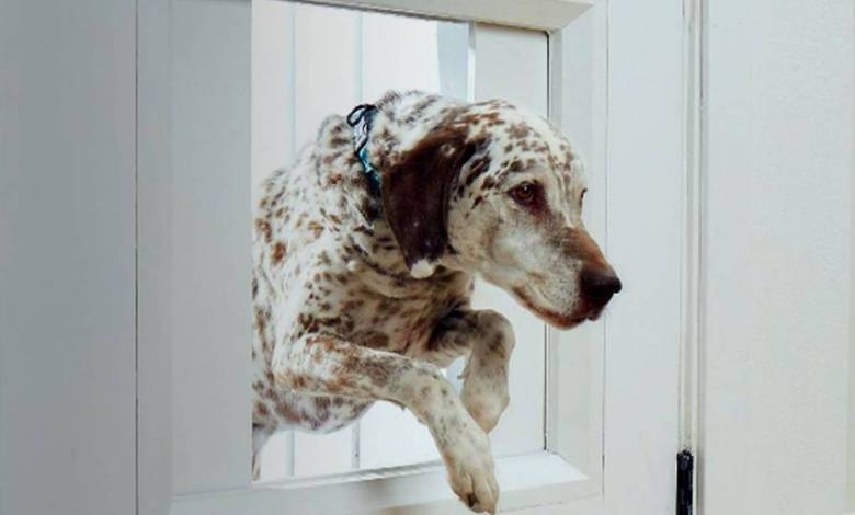 myQ Pet Portal : une trappe automatisée et connectée pour que votre chien puisse sortir quand bon lui semble