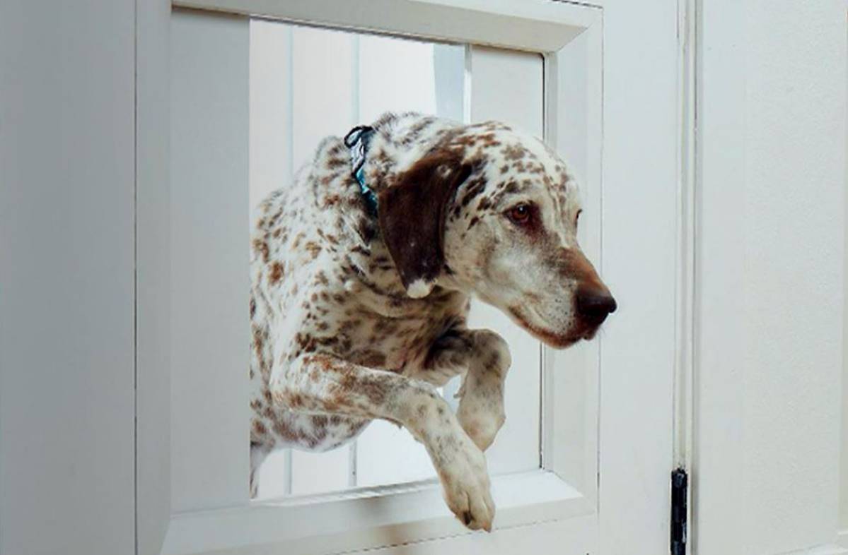 myQ Pet Portal : une trappe automatisée et connectée pour que votre chien puisse sortir quand bon lui semble