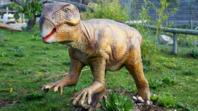 Vieux de 100 millions d’années, cet anus de dinosaure parfaitement conservé est une mine d'informations
