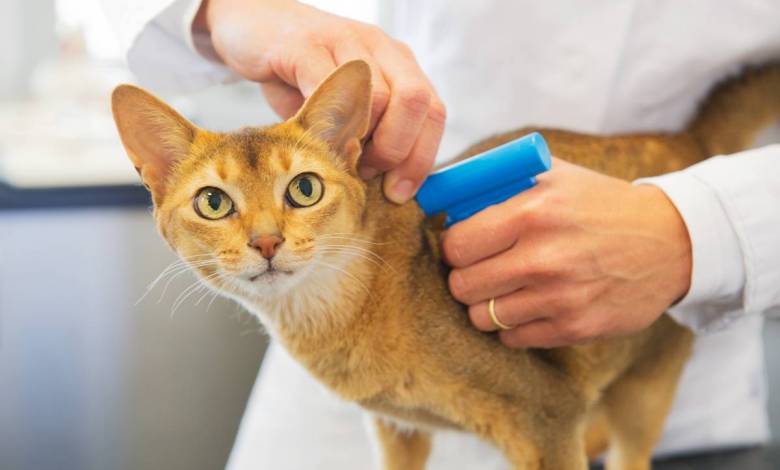 Attention, ne pas faire identifier son chat est désormais passible d'une amende de 750€