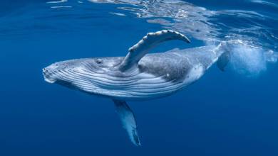 Cette animation dévoile la parcours du combattant d'une baleine essayant de se nourrir dans une zone à fort trafic maritime