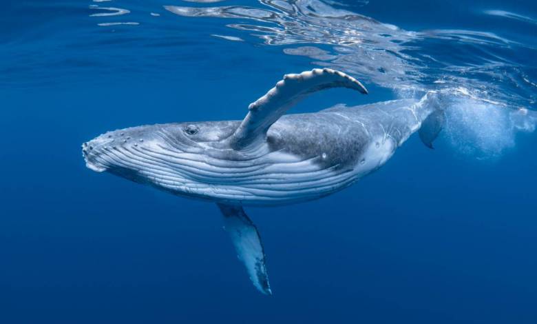 Cette animation dévoile la parcours du combattant d'une baleine essayant de se nourrir dans une zone à fort trafic maritime