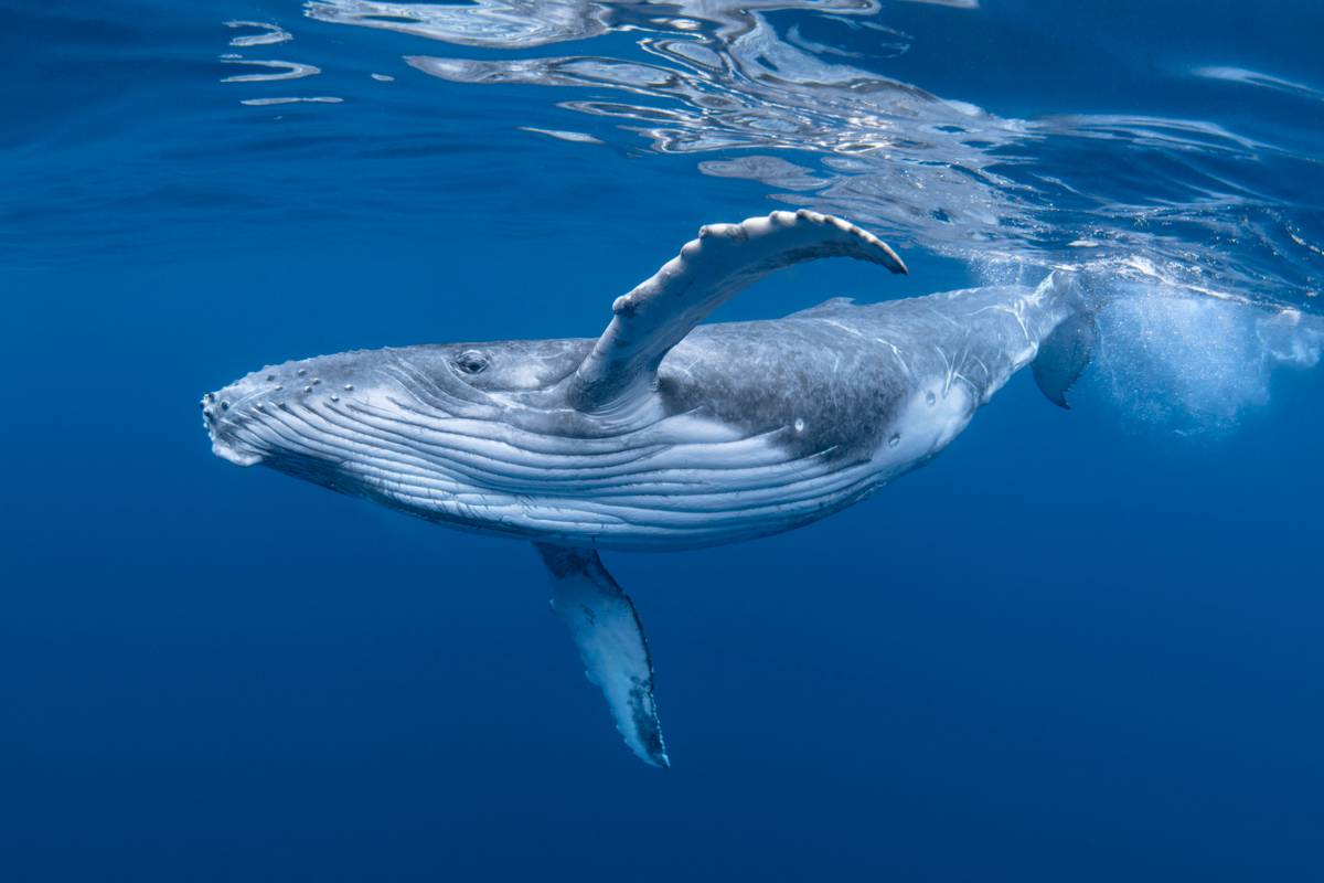 Cette animation dévoile la parcours du combattant d'une baleine essayant de se nourrir dans une zone à fort trafic maritime
