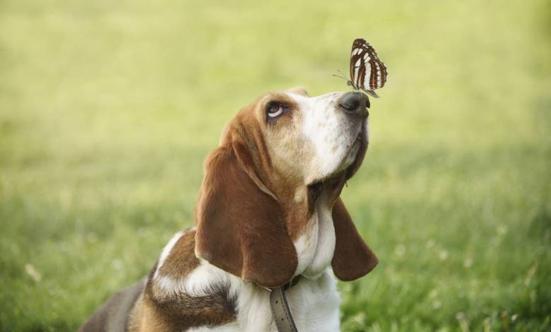 Cette étude démontre que les chiens ont une capacité que nous ne soupçonnions pas...