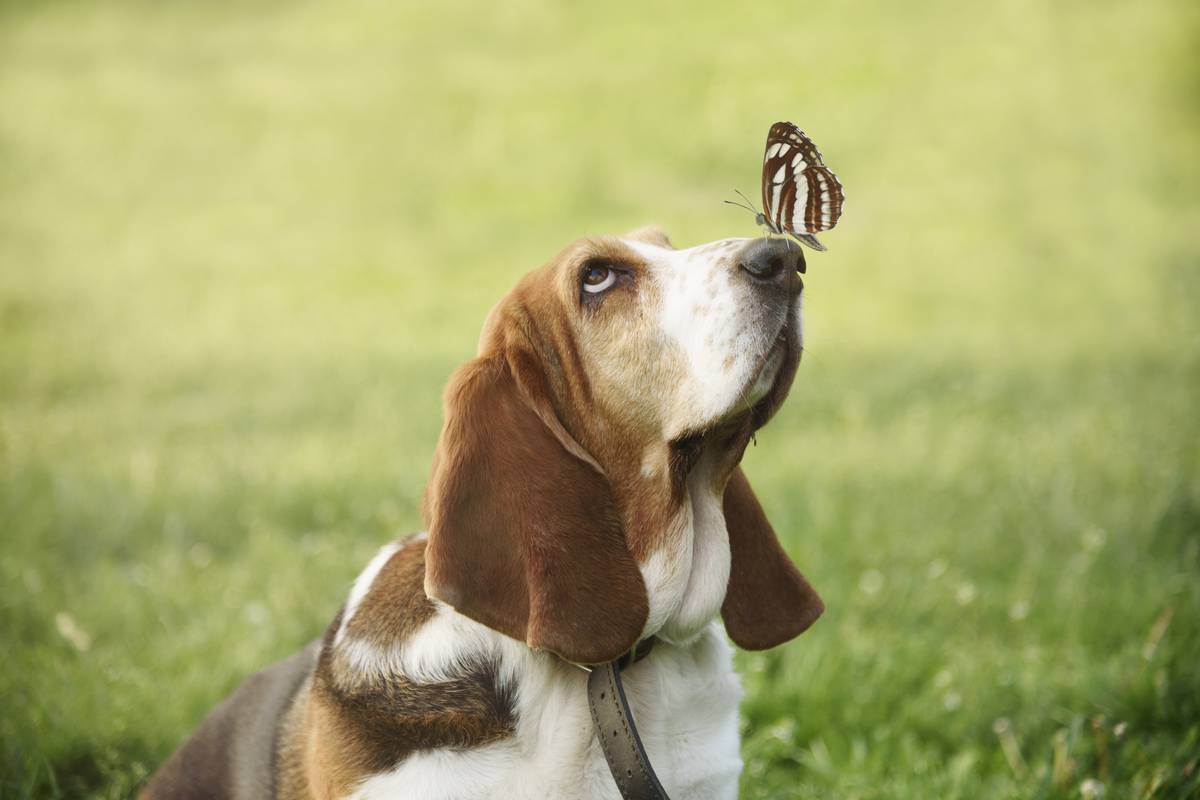 Cette étude démontre que les chiens ont une capacité que nous ne soupçonnions pas...