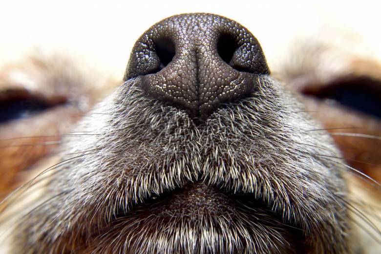 Cette étude démontre que les chiens ont une capacité que nous ne soupçonnions pas...