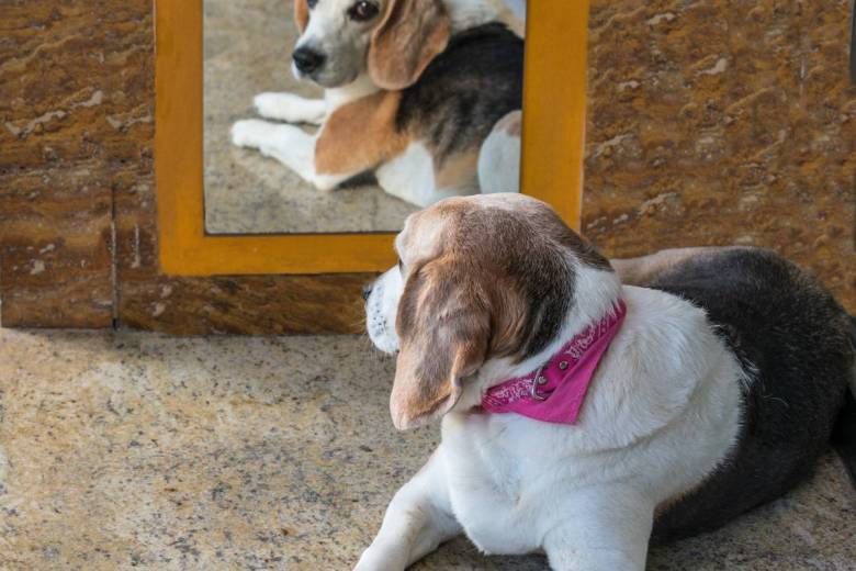 Cette étude démontre que les chiens ont une capacité que nous ne soupçonnions pas...