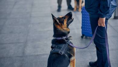 En Ile-de-France, 2000 personnes dépistées par des chiens renifleurs de Covid 19 !