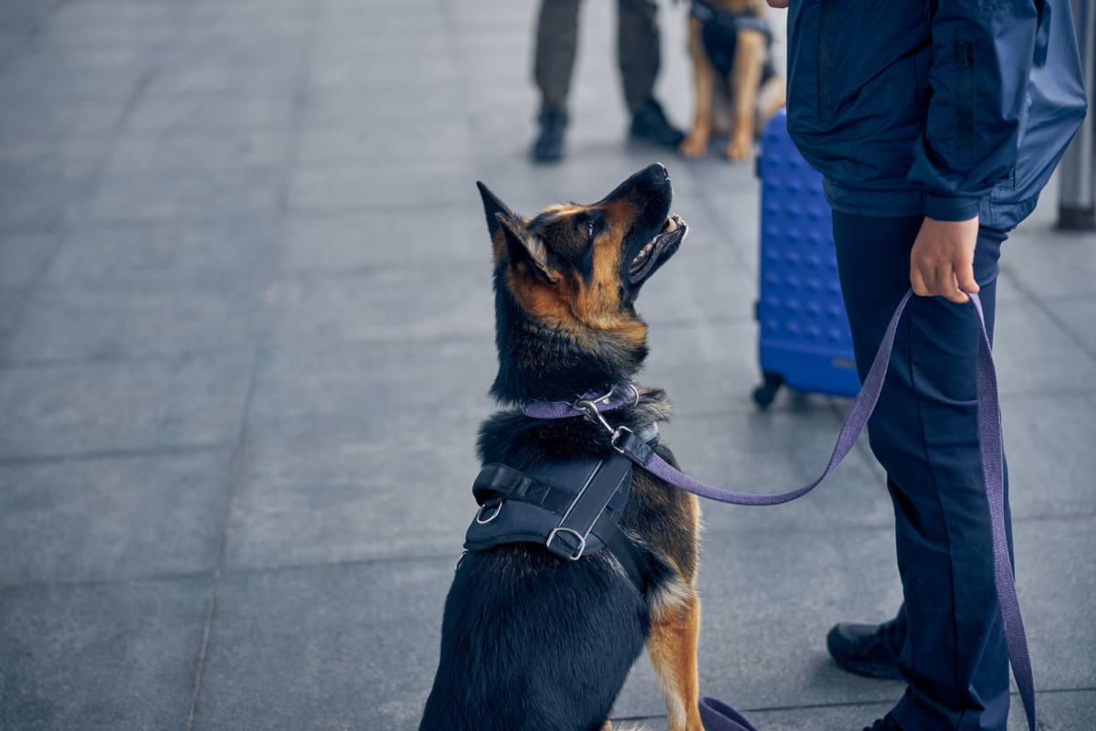 En Ile-de-France, 2000 personnes dépistées par des chiens renifleurs de Covid 19 !