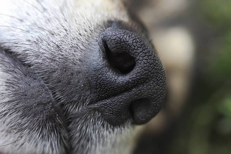 En Ile-de-France, 2000 personnes dépistées par des chiens renifleurs de Covid 19 !