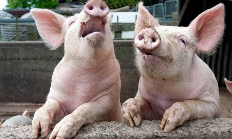 Des scientifiques prouvent que des cochons peuvent jouer à un jeu-vidéo