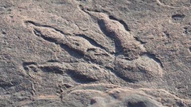 Une petite fille de 4 ans découvre sur une plage une empreinte de dinosaure vieille de 220 millions d'années