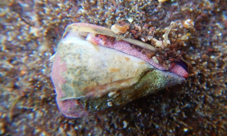 Les neurotoxines présentes dans le venin d’escargot de mer pour traiter les formes graves de paludisme