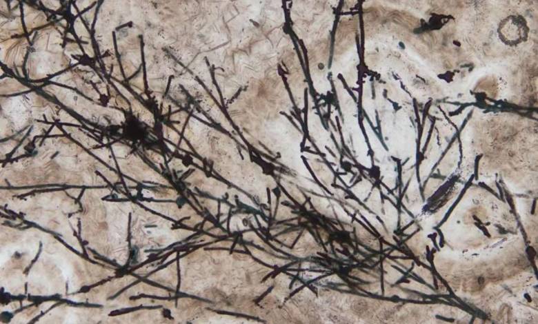 Découverte du plus vieux champignon (fossilisé) âgé de 635 millions d’années !