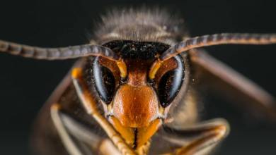 L'intelligence artificielle au service des abeilles, avec ce piège à frelon asiatique révolutionnaire !