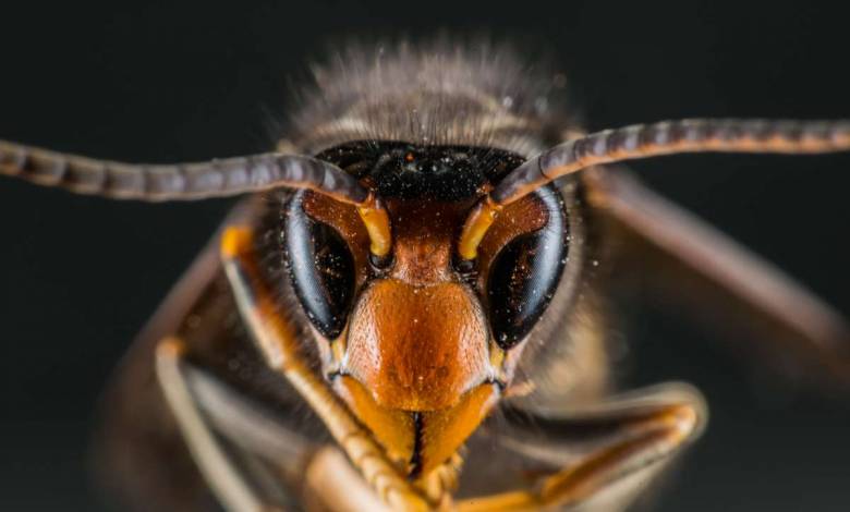 L'intelligence artificielle au service des abeilles, avec ce piège à frelon asiatique révolutionnaire !