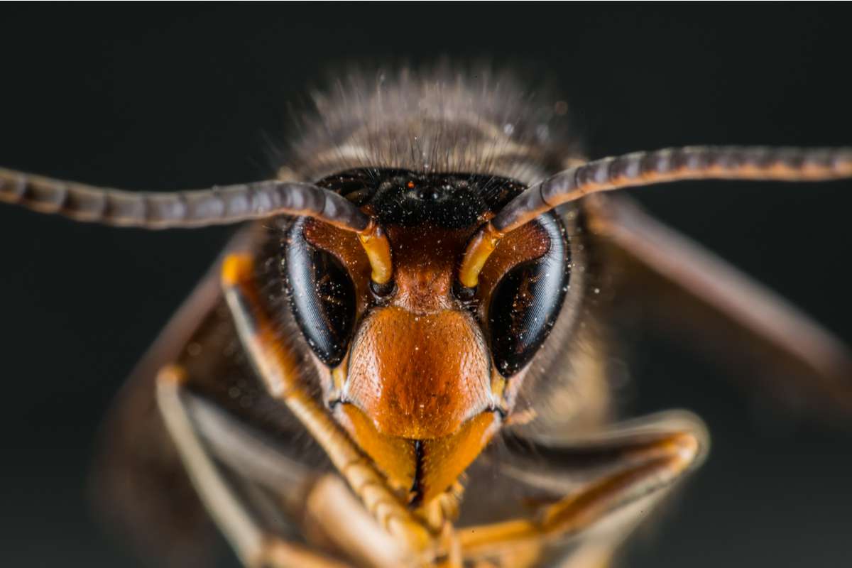 L'intelligence artificielle au service des abeilles, avec ce piège à frelon asiatique révolutionnaire !