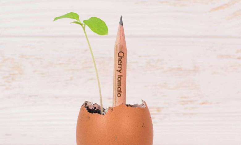 Environnement : Et si vous plantiez vos crayons de papier (avec capsule de graines) ?