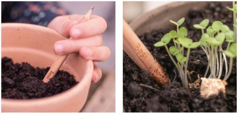 Environnement : Et si vous plantiez vos crayons de papier (avec capsule de graines) ?
