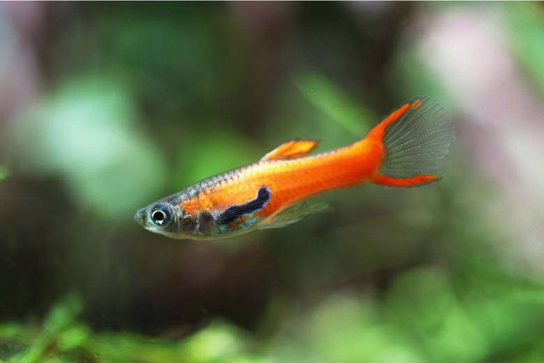 Une étude révèle que les poissons perdent peu à peu "leur individualité" à cause de nos antidépresseurs
