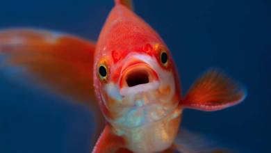 Une étude révèle que les poissons perdent peu à peu "leur individualité" à cause de nos antidépresseurs